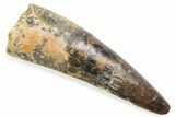 Fossil Spinosaurus Tooth - Feeding Worn Tooth #372884-1
